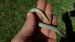 Image of Linnaeus' Lance Skink