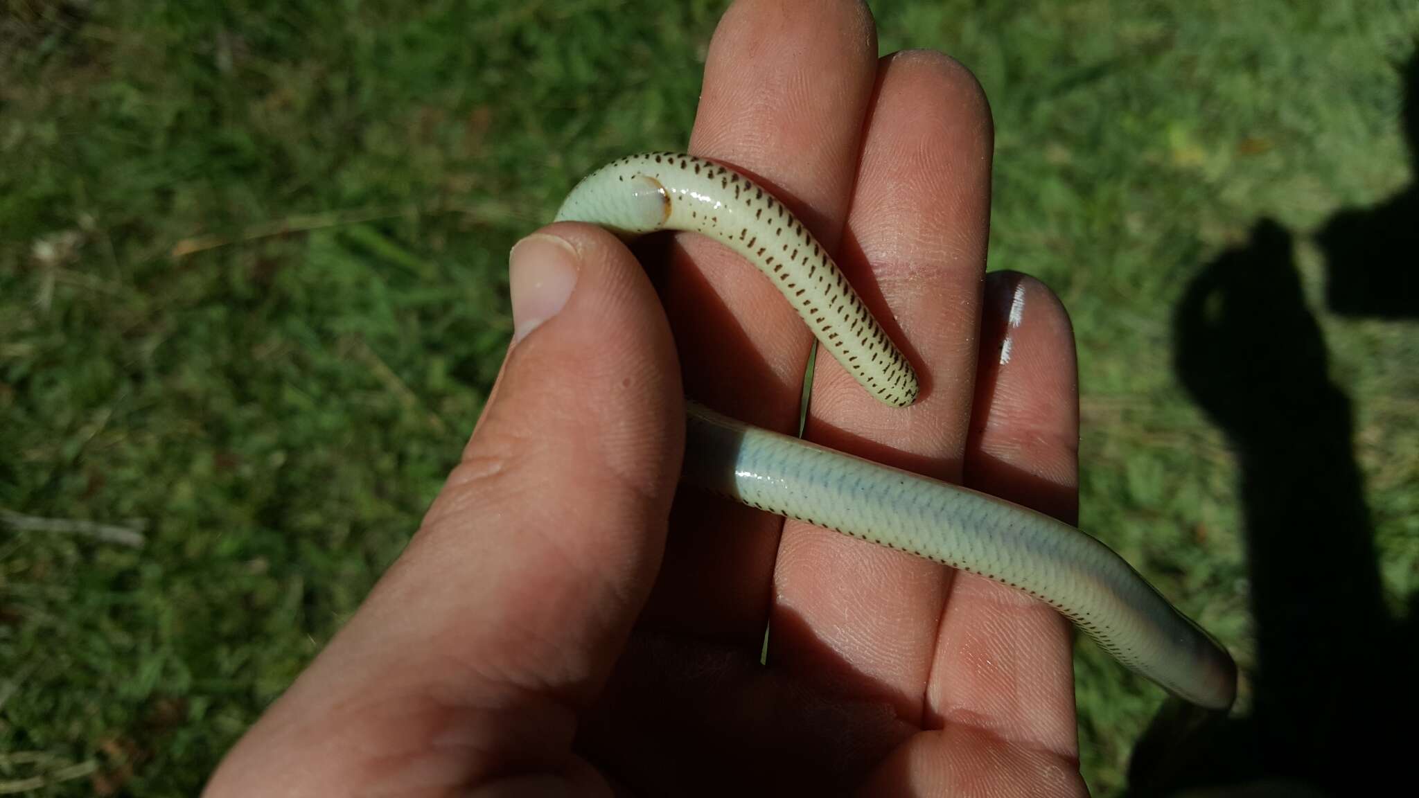 Image of Linnaeus' Lance Skink