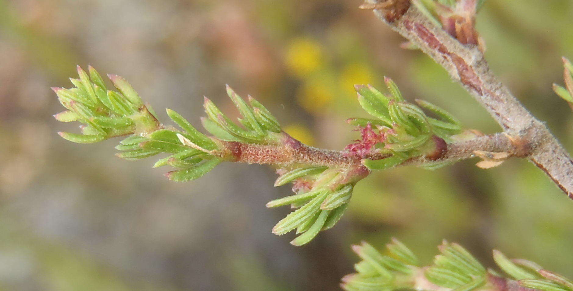 Image of Cliffortia arcuata Weim.