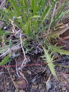 Image of slender hawksbeard