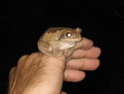 Image of Mozambique tree frog