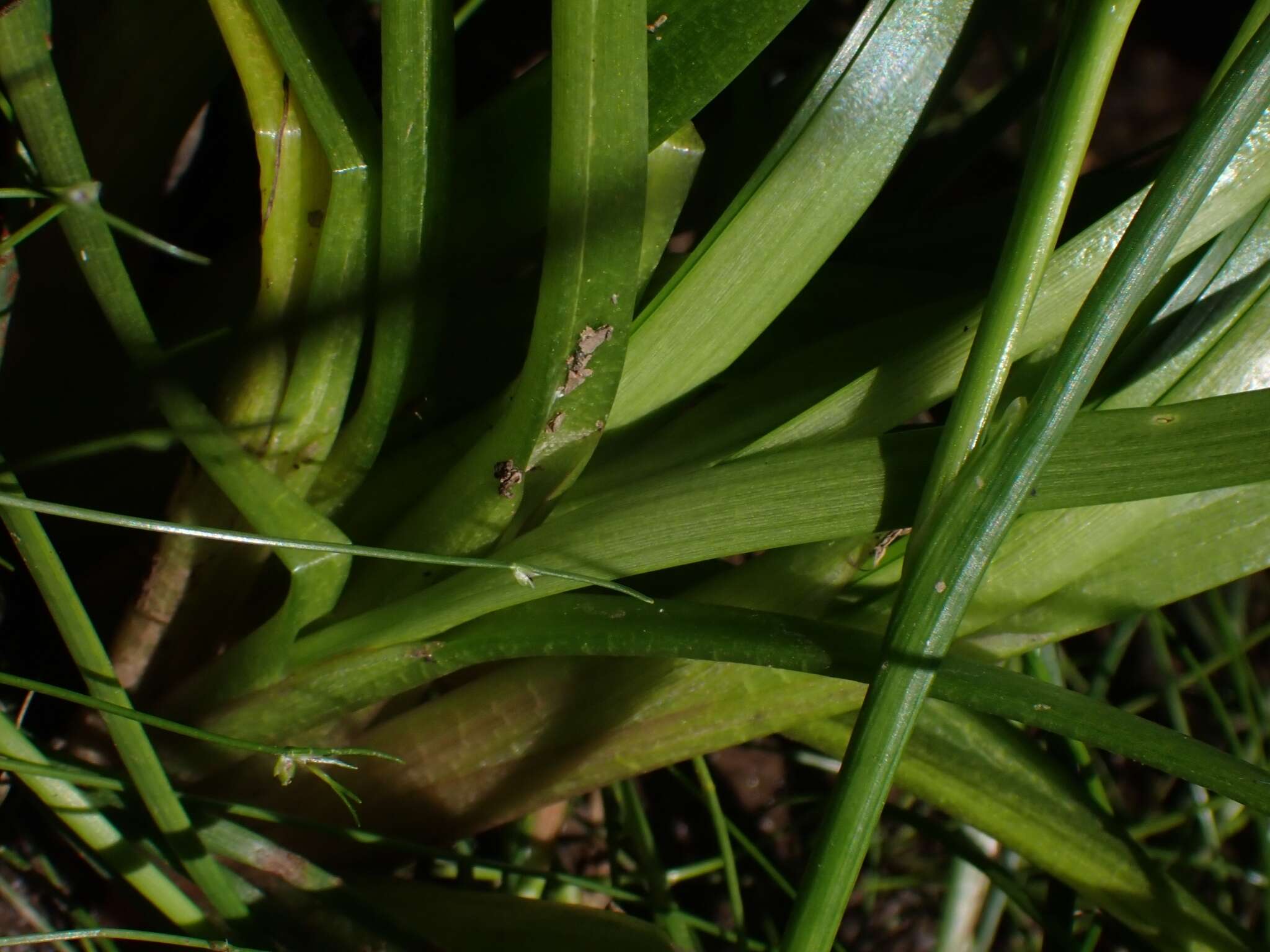 Image of Cycnogeton microtuberosum (Aston) Mering & Kadereit