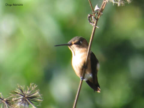 Image of Rufous Sabrewing