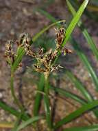 Imagem de <i>Cyperus <i>rotundus</i></i> f. rotundus