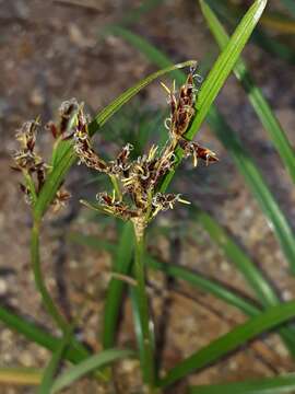 Image of Coco Grass