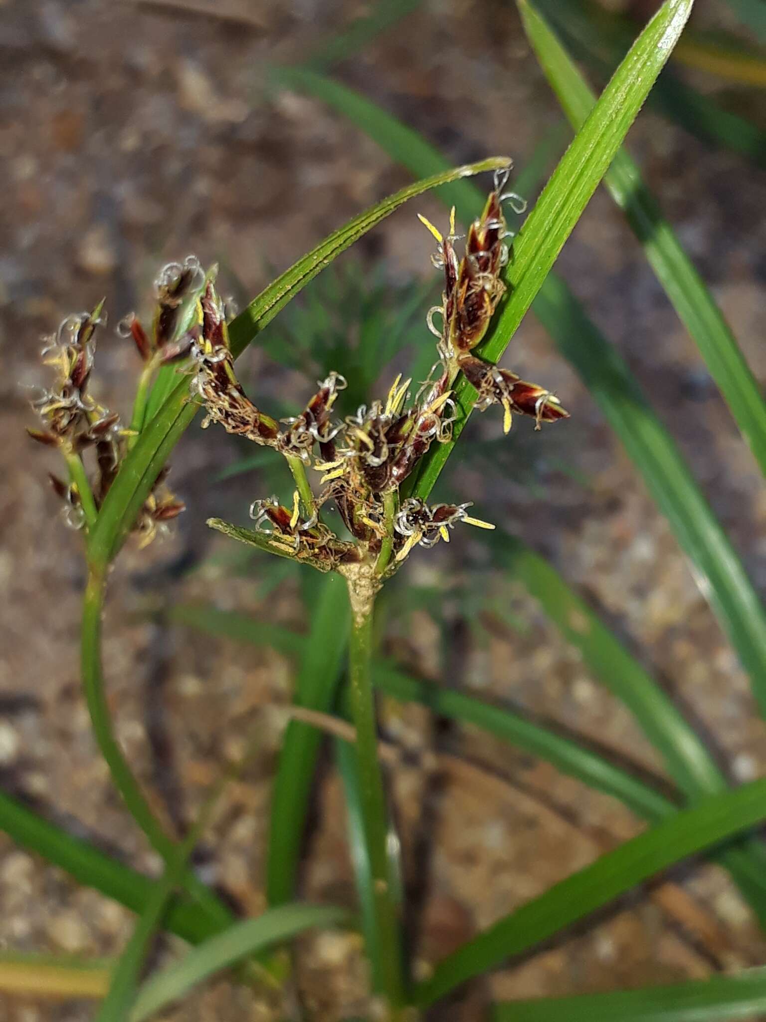 Imagem de <i>Cyperus <i>rotundus</i></i> f. rotundus