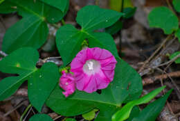 Image of <i>Ipomoea peteri</i>