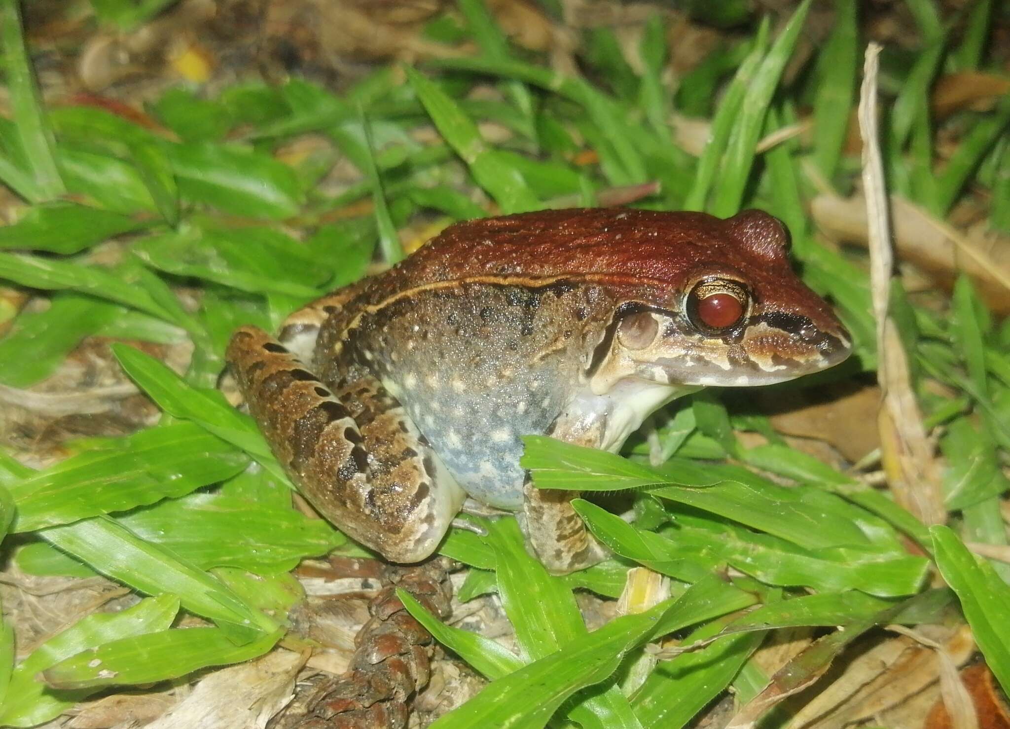 Image of Leptodactylus poecilochilus (Cope 1862)