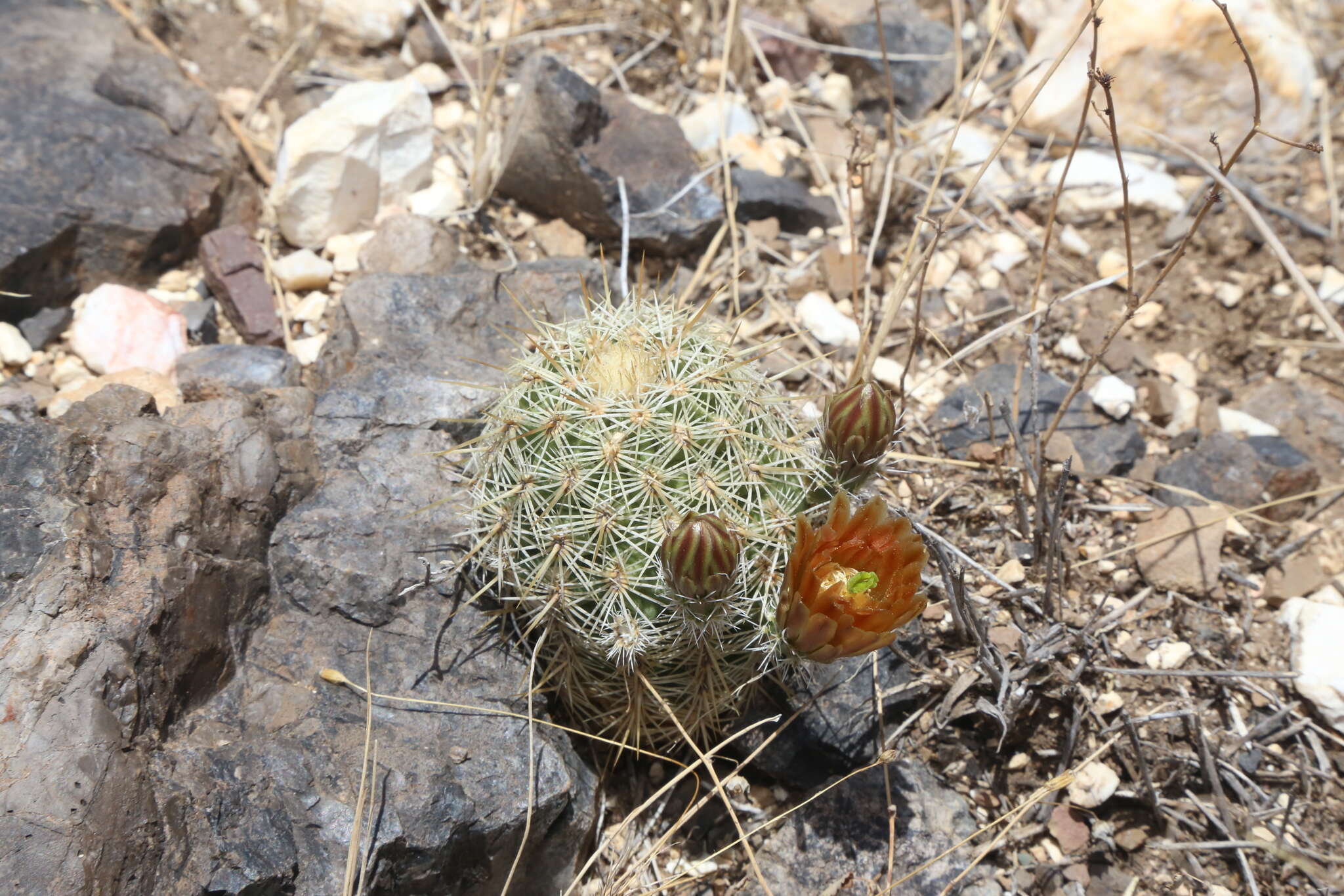 Image of Correll's hedgehog cactus