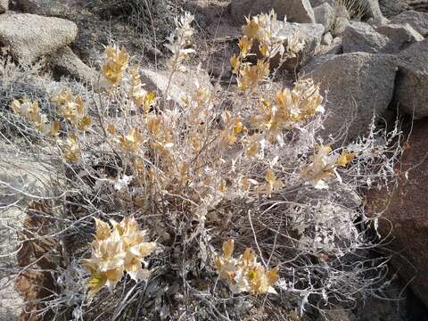 Image of hollyleaf bur ragweed