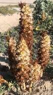 Image of Orobanche densiflora Salzm. ex Reuter