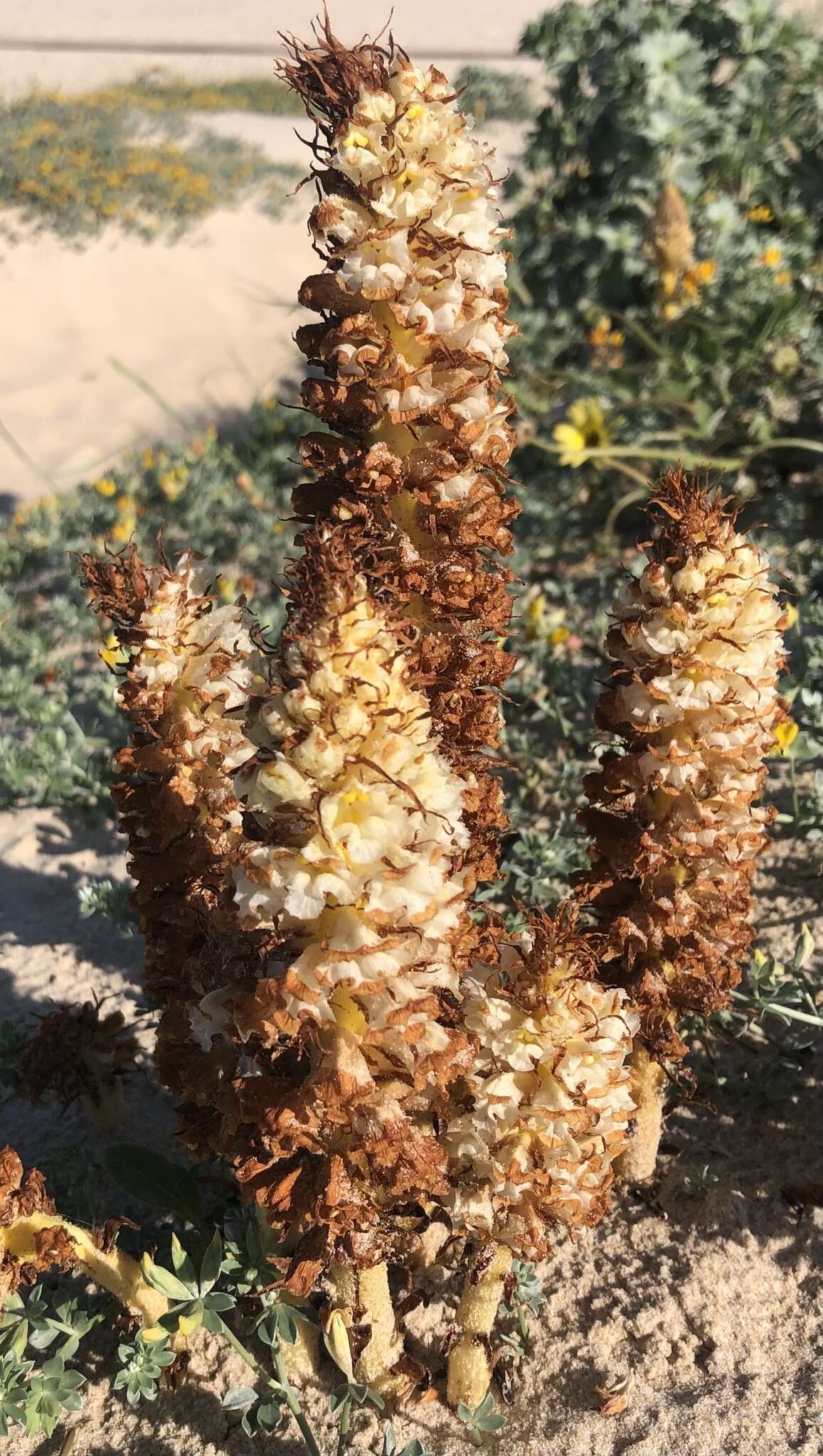 Imagem de Orobanche densiflora Salzm. ex Reuter