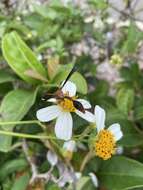 Image of Potter wasp