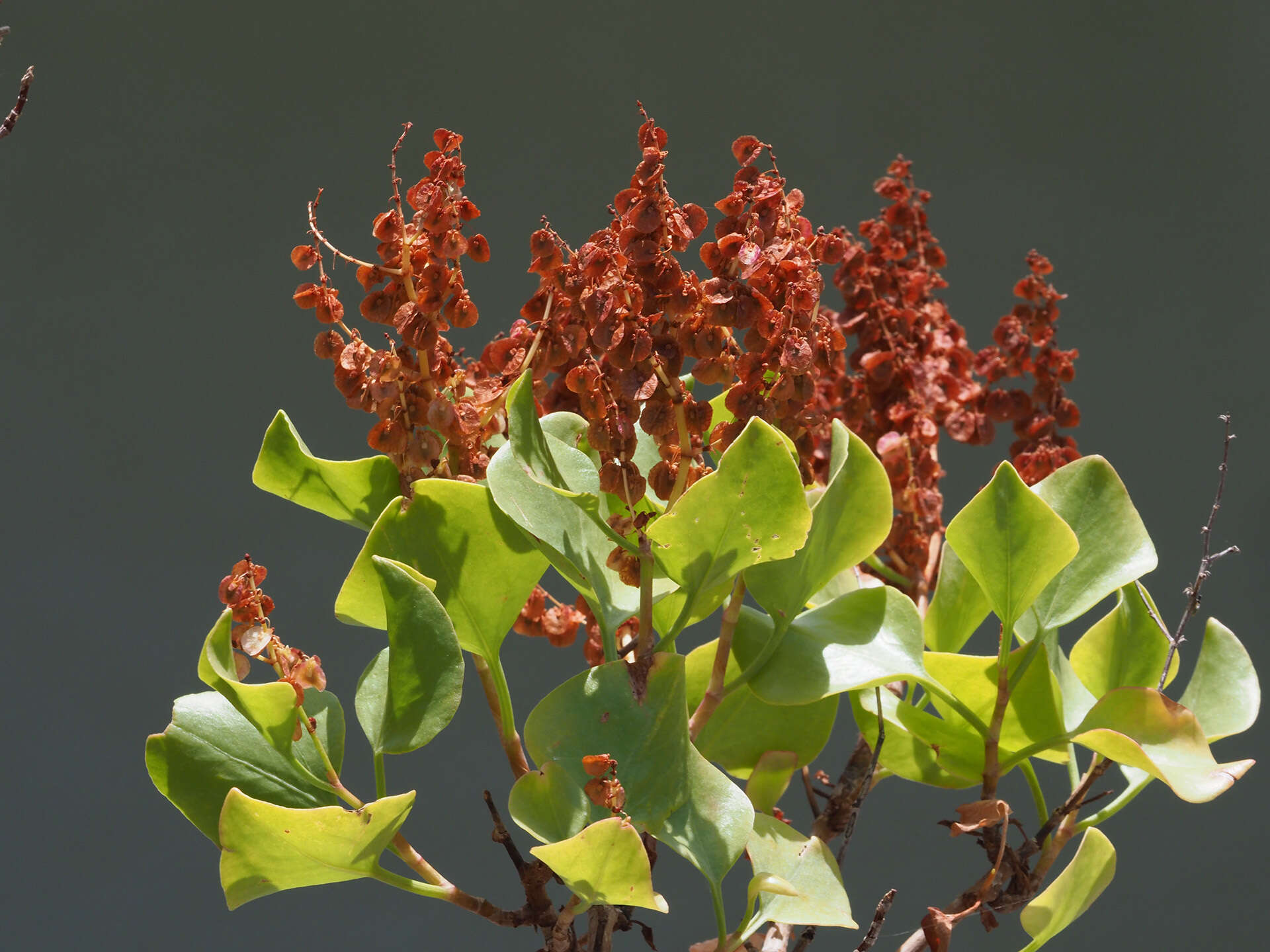 Imagem de Rumex lunaria L.