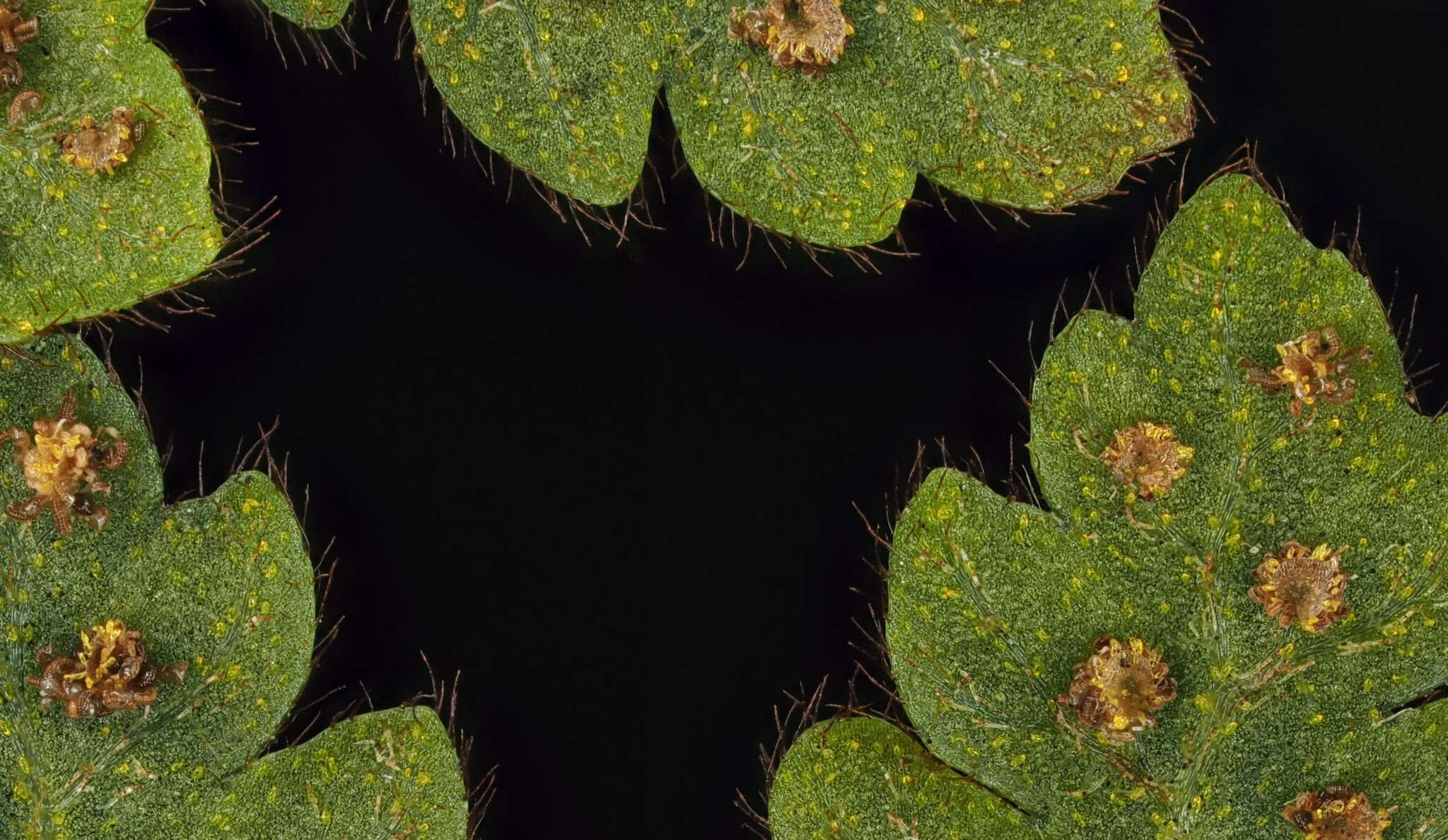 Image of Lastreopsis velutina (A. Rich.) Tindale