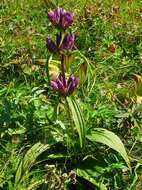 Image of Gentiana pannonica Scop.