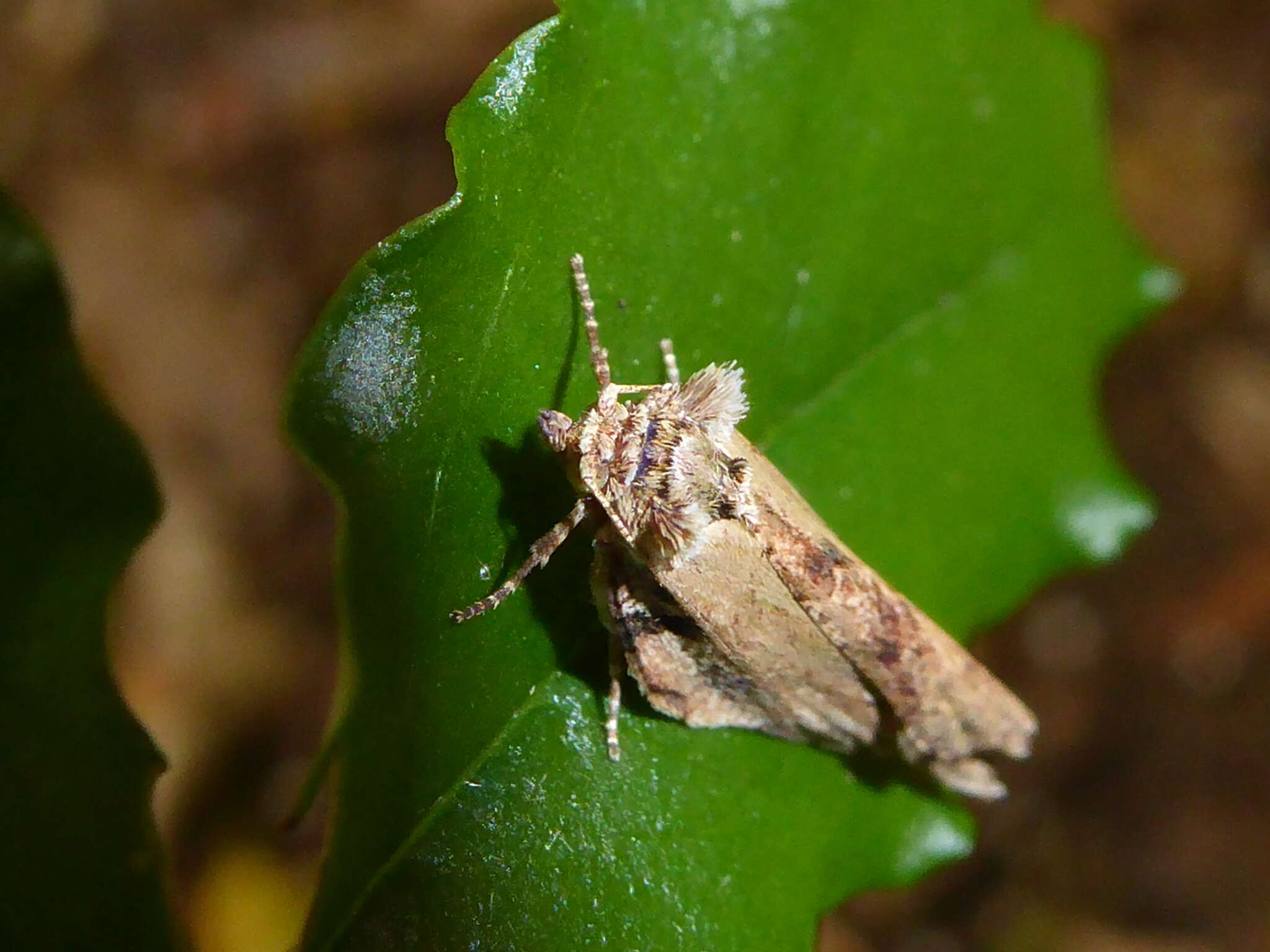 Image of brindled bell moth