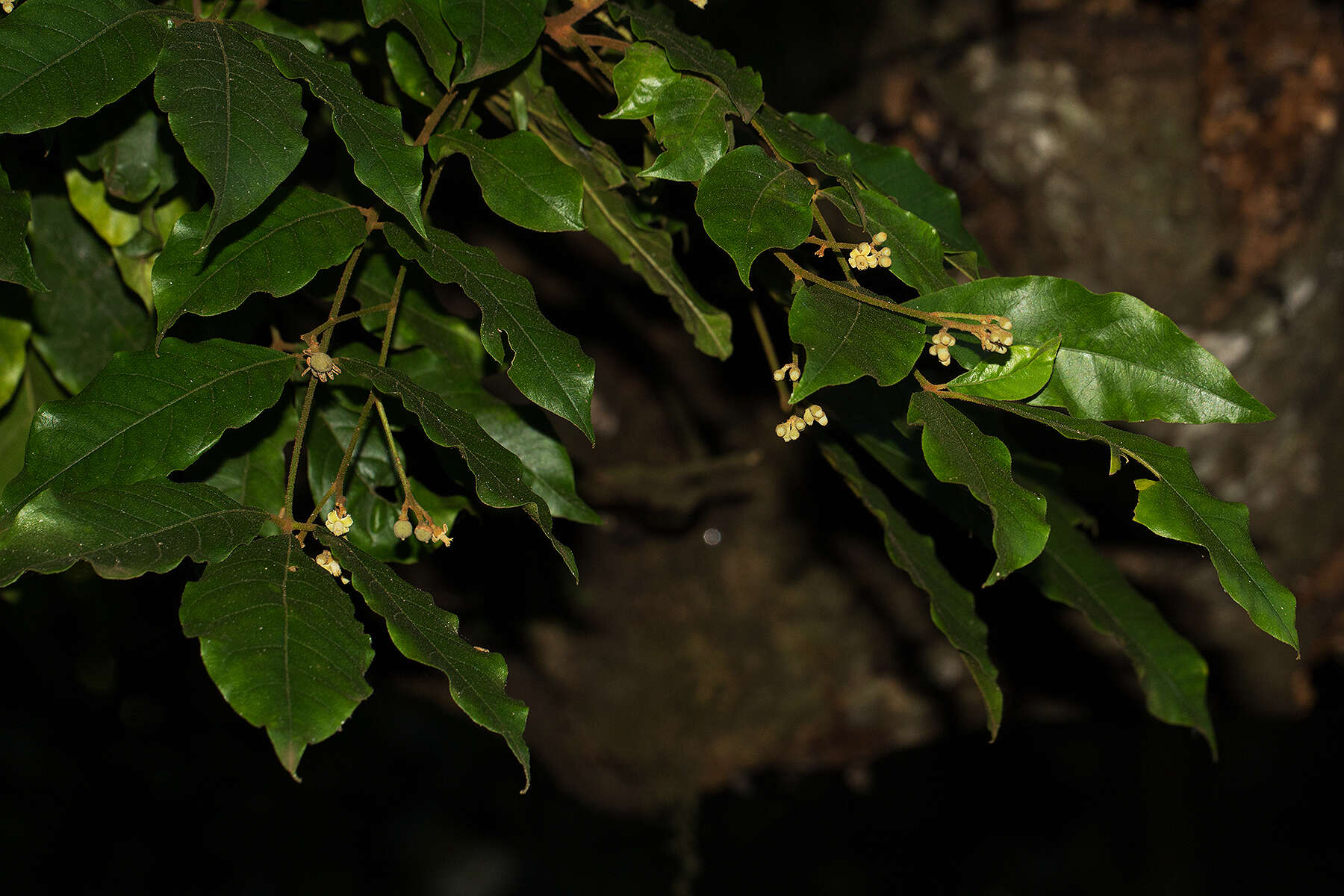 Plancia ëd Lepidotrichilia volkensii (Gürke) Leroy