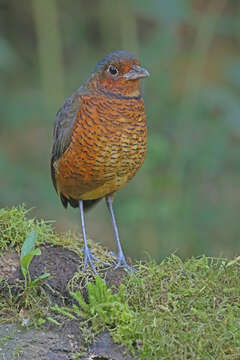 Image of Giant Antpitta