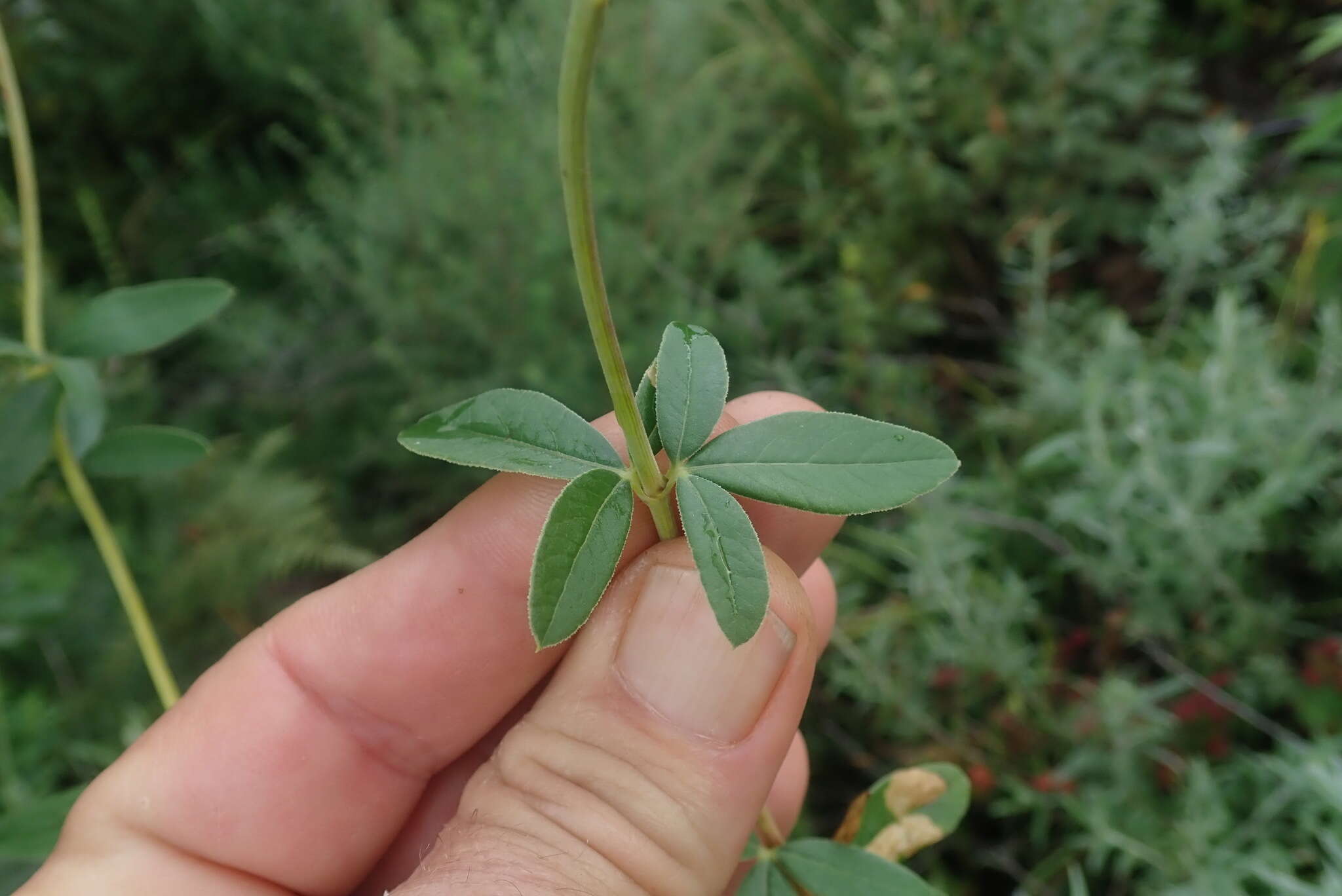 Image de Heteromorpha involucrata Conrath