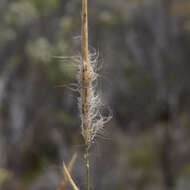 Image of Austrostipa mollis (R. Br.) S. W. L. Jacobs & J. Everett