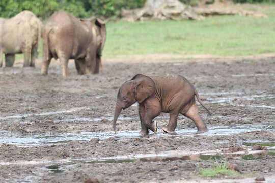 Image of African forest elephant