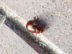 Image of Brown mint leaf beetle