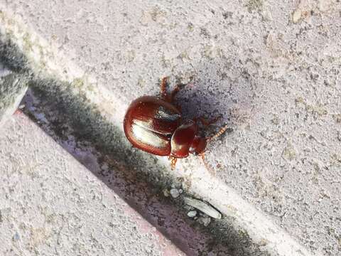 Image of Brown mint leaf beetle