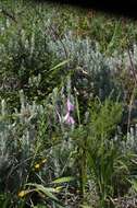 Image of Dierama pulcherrimum (Hook. fil.) Baker