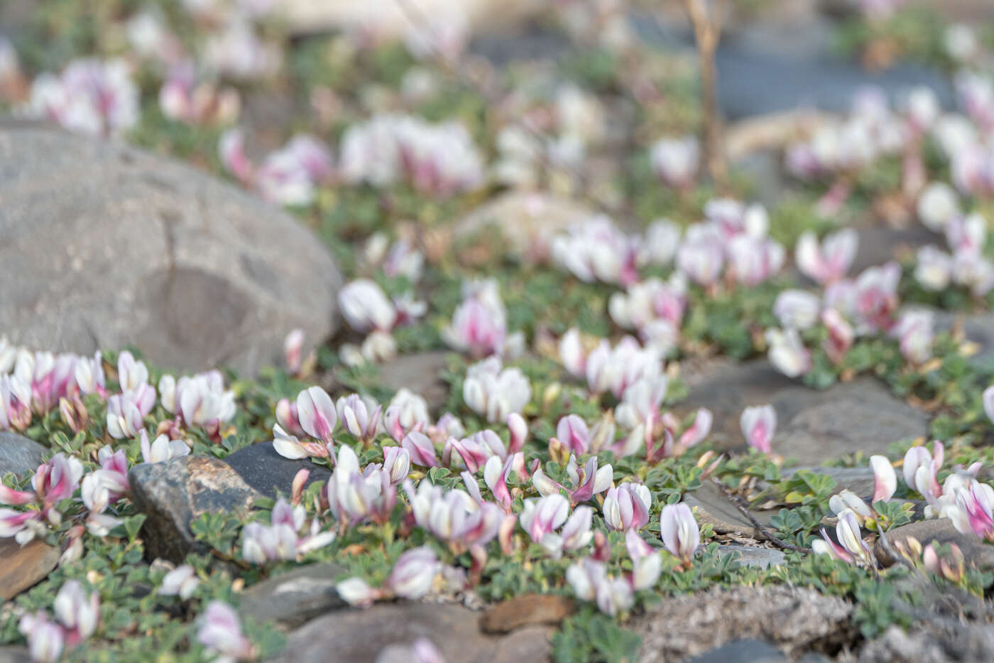 Image of Trifolium eximium DC.