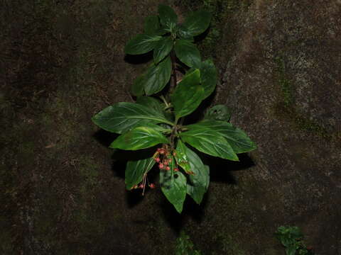 Lysimachia sertulata Baudo resmi