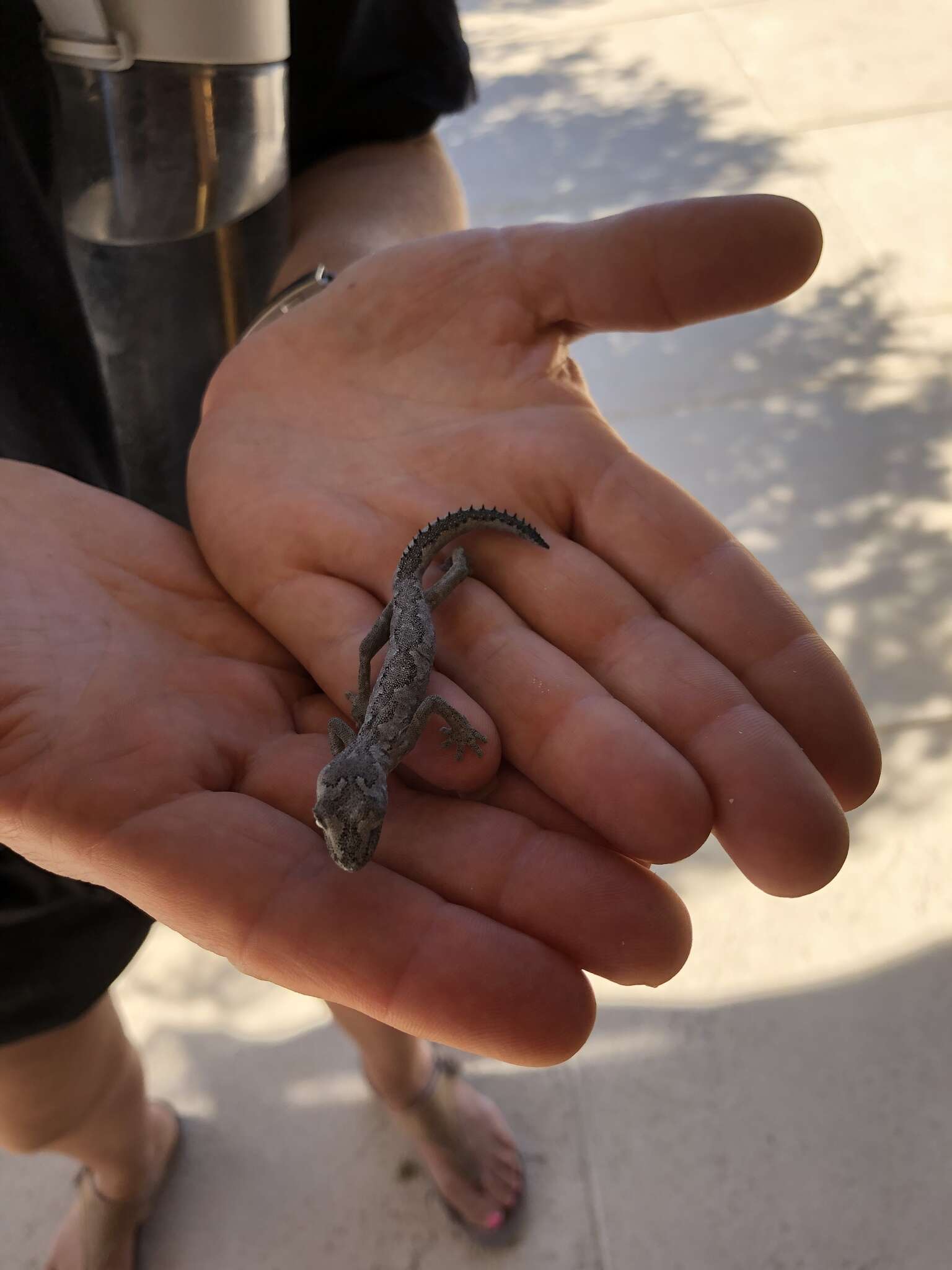 Image of Strophurus spinigerus (Gray 1842)