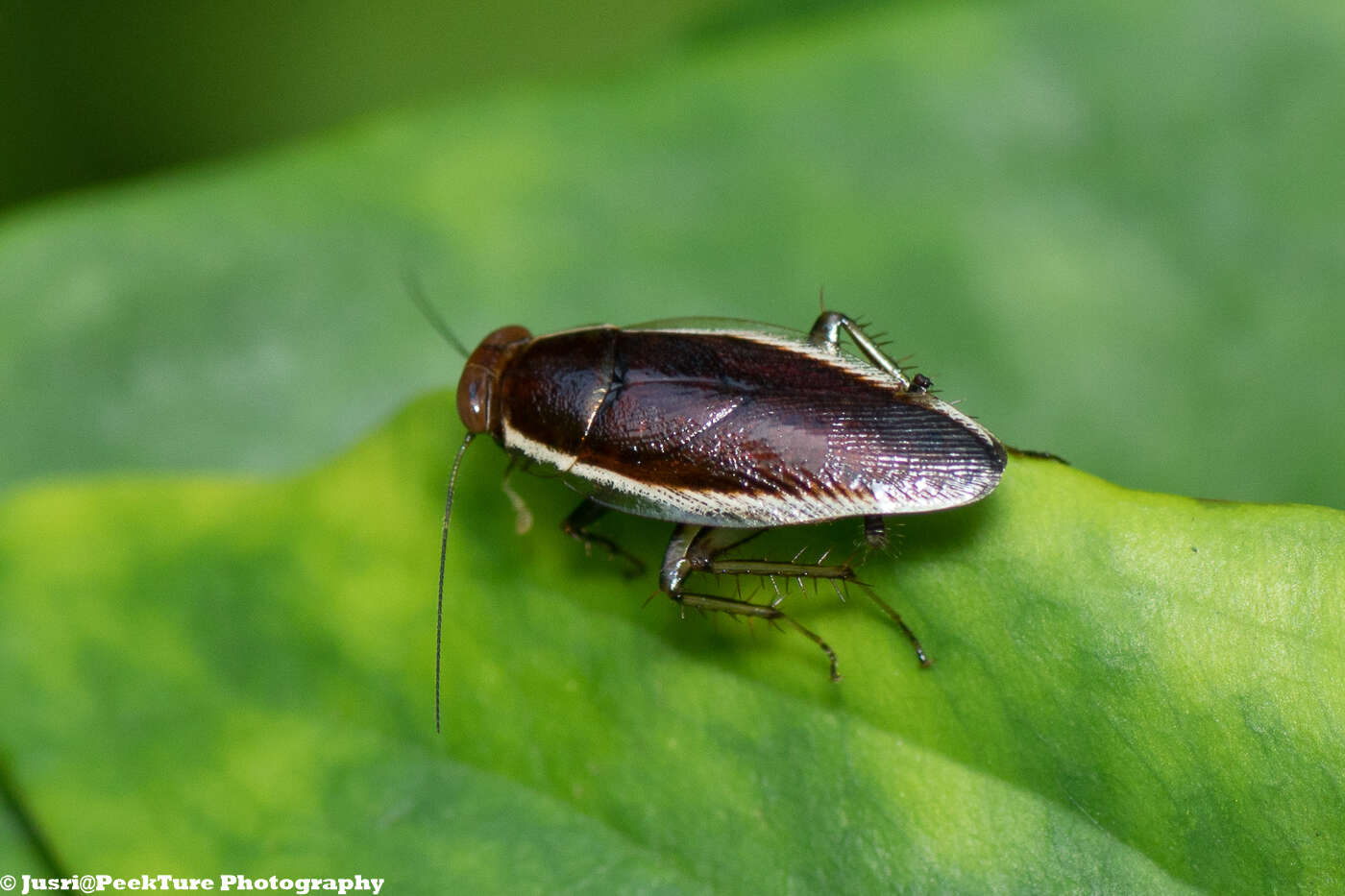 Imagem de Pseudophyllodromia