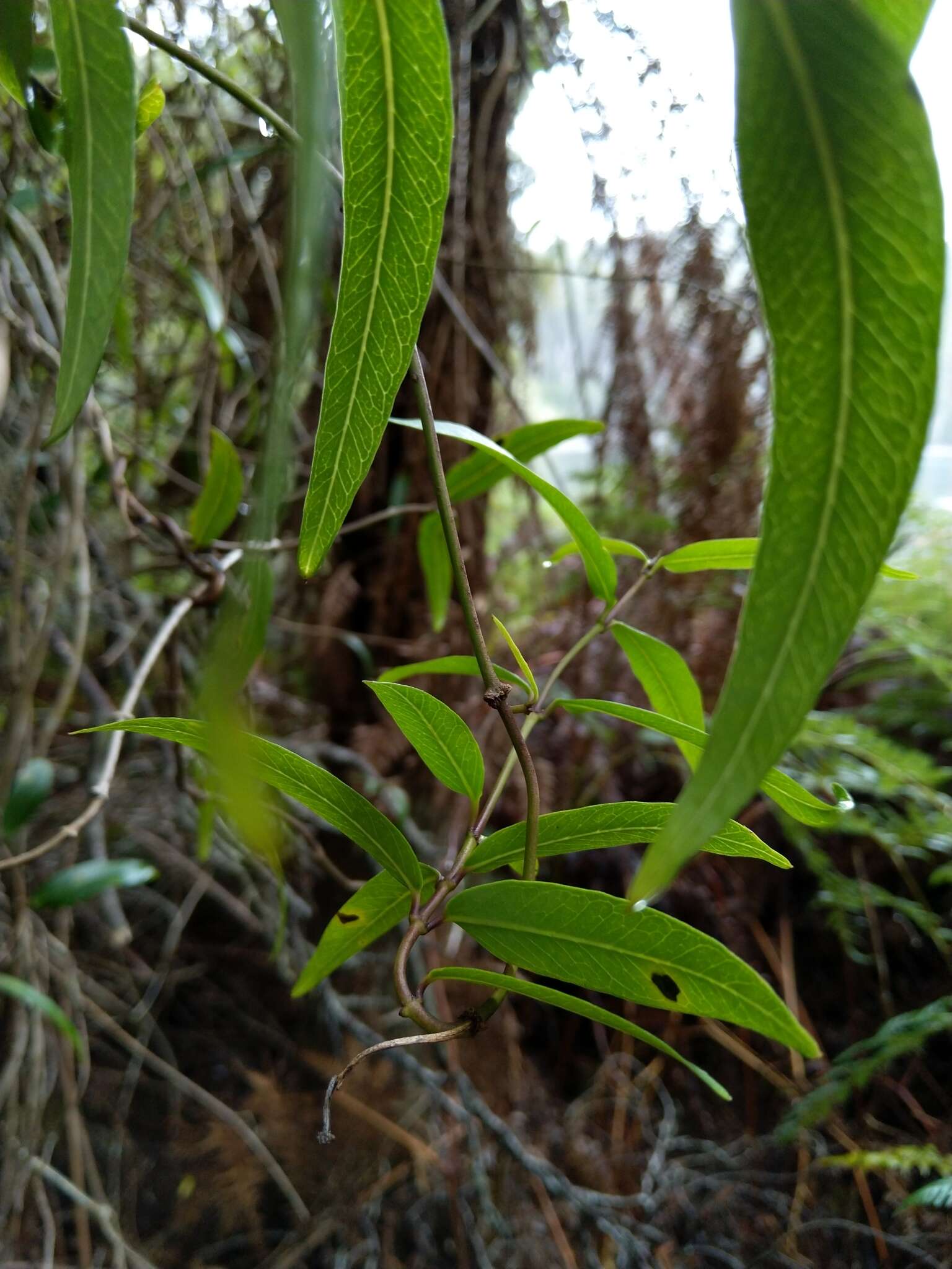 Слика од Parsonsia brownii (Britten) Pichon