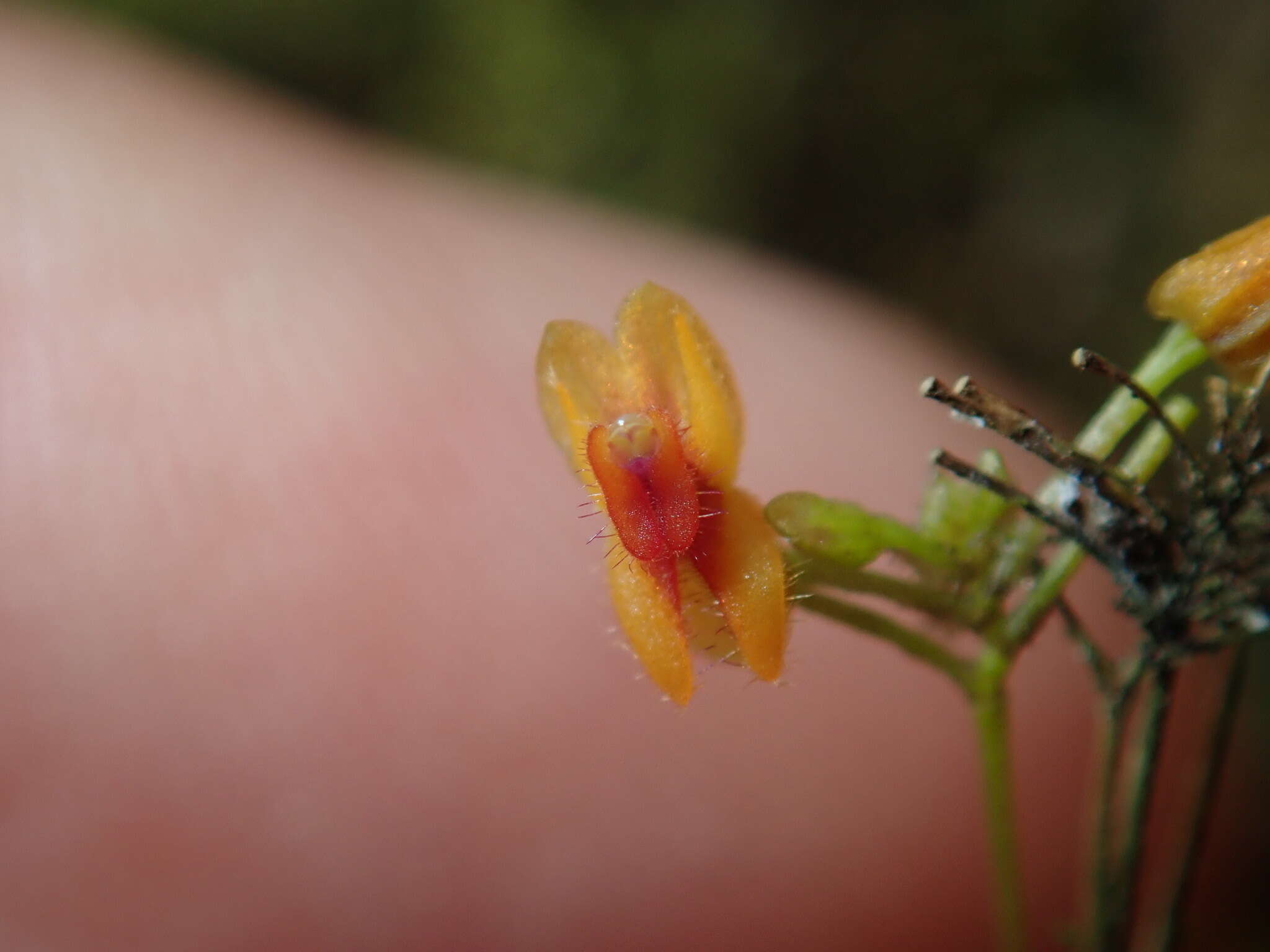 Image of Lepanthes pecunialis Luer & Hirtz