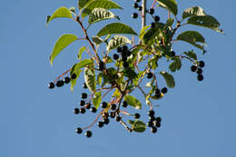 Image of Bird Cherry