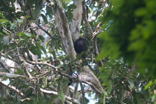 Image of Black and Red Howler