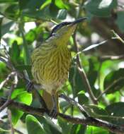 Image of Varied Honeyeater