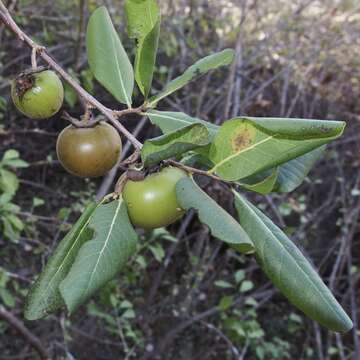 Sivun Diospyros californica (Brandegee) I. M. Johnst. kuva