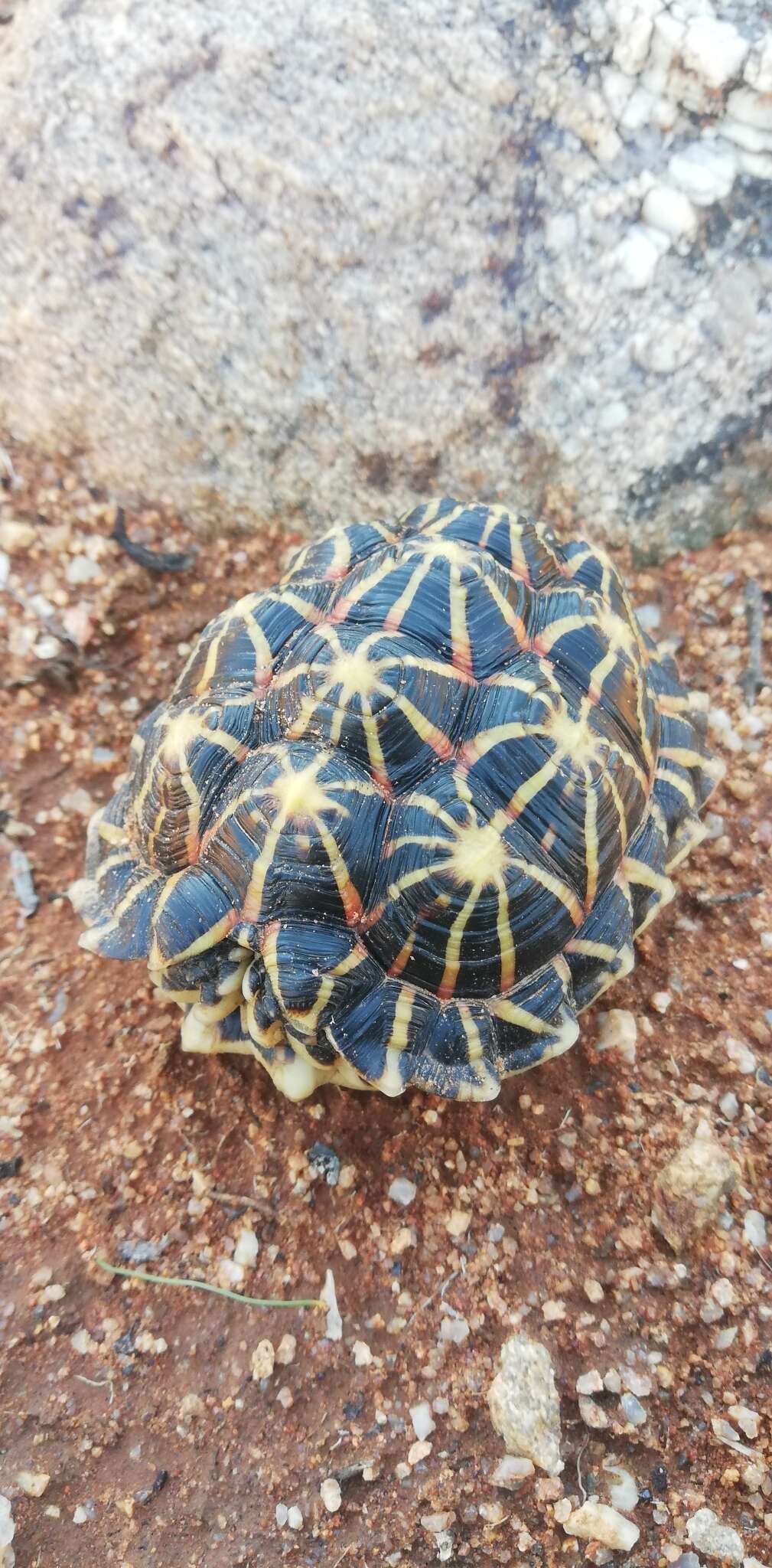 Image of Western Tent Tortoise