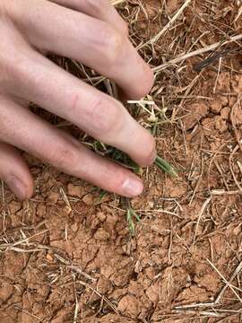 Image of perennial cupgrass