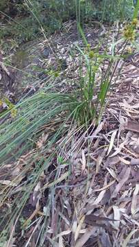 Imagem de Cyperus vaginatus R. Br.