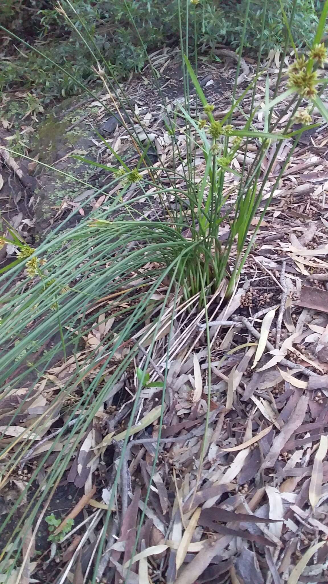 Слика од Cyperus vaginatus R. Br.