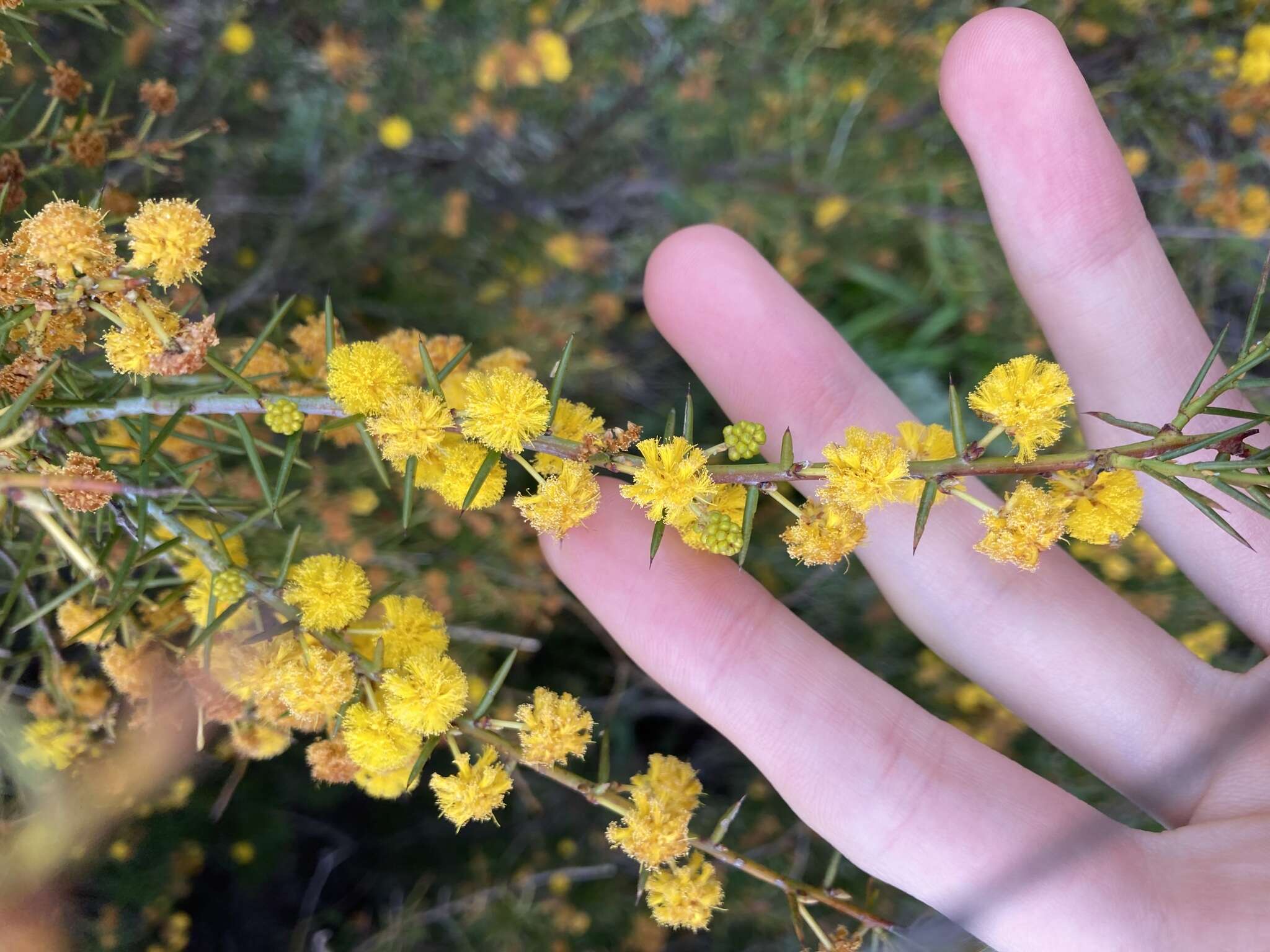 Слика од Acacia acuaria W. Fitzg.