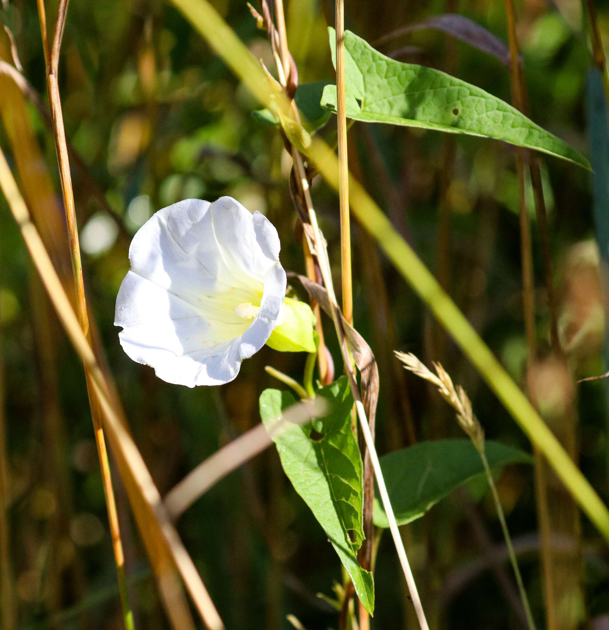 Image de Calystegia silvatica subsp. fraterniflora (Mackenzie & Bush) R. K. Brummitt