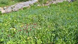 Image of ledge stonecrop