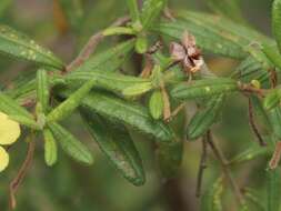 Image of Hibbertia furfuracea (DC.) Benth.