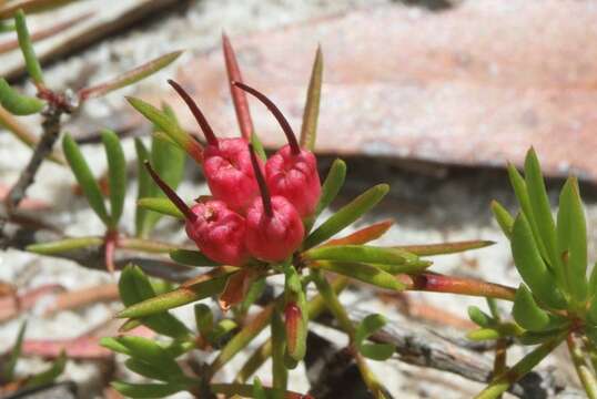 Image of Darwinia grandiflora (Benth.) R. Baker & H. G. Smith