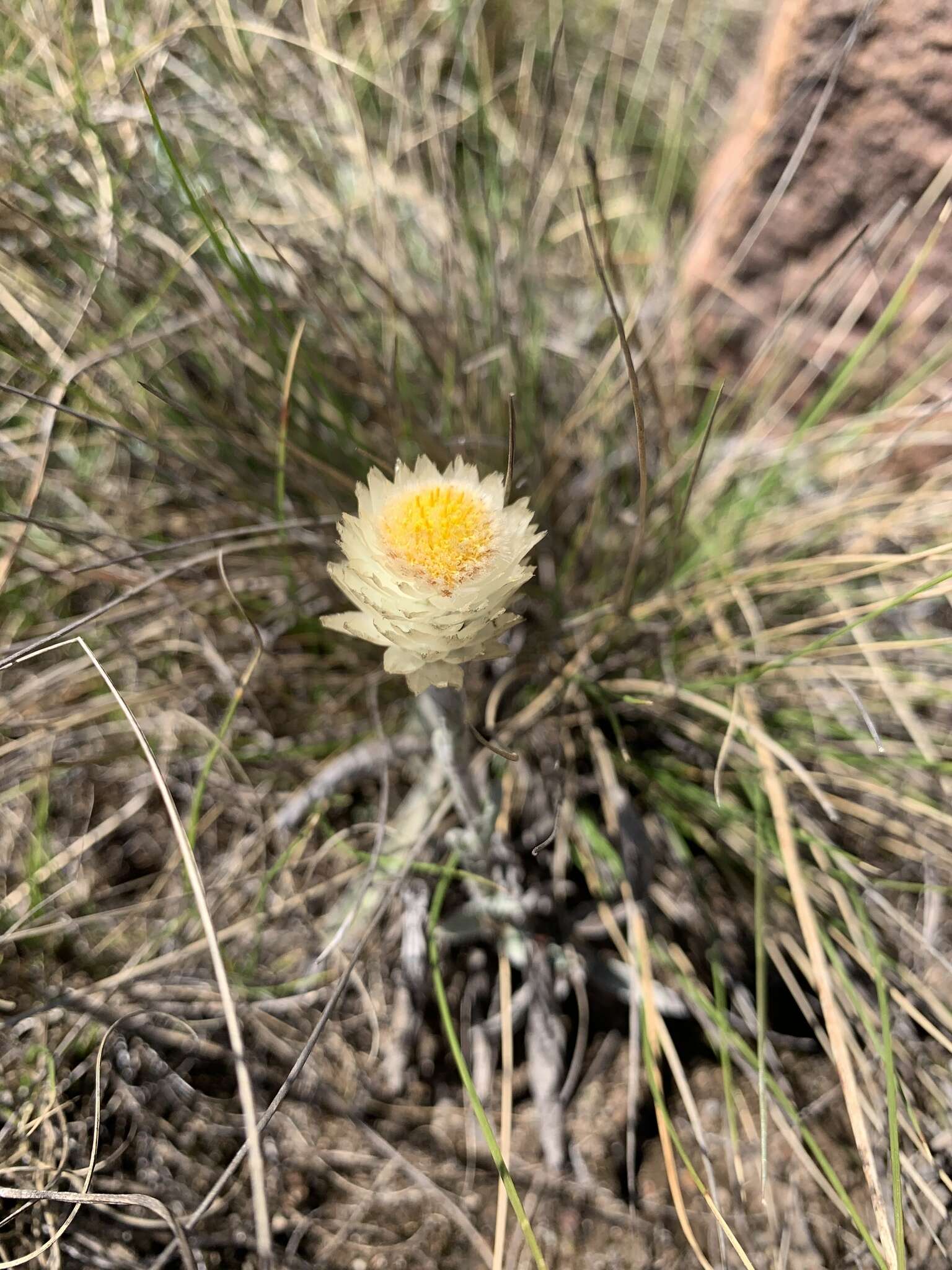 Imagem de Helichrysum swynnertonii S. Moore