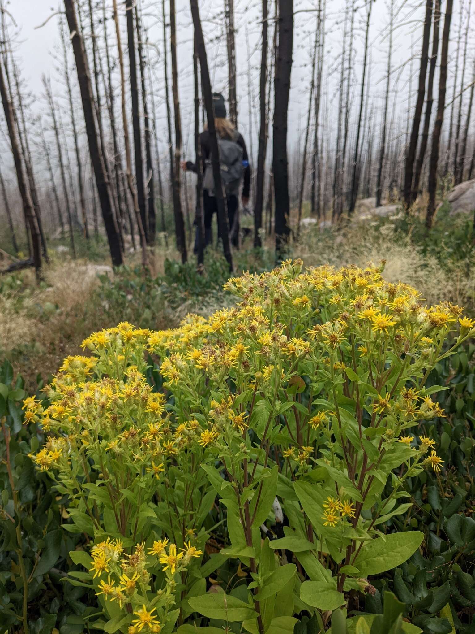 Image of Parry's goldenrod